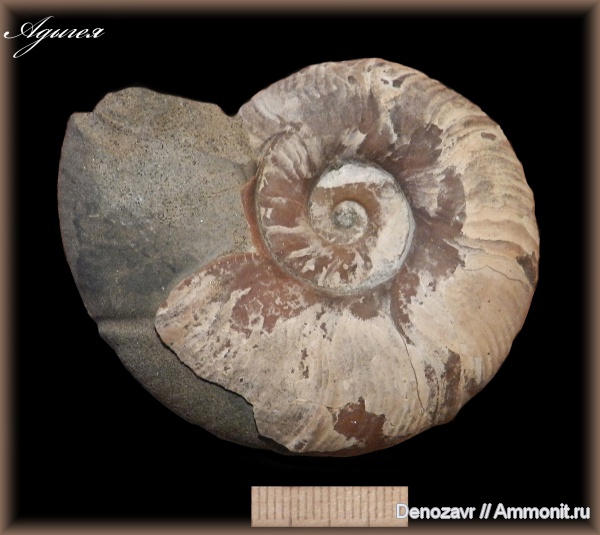 аммониты, моллюски, устье, Адыгея, Ammonites, Zuercherella, Desmoceratidae