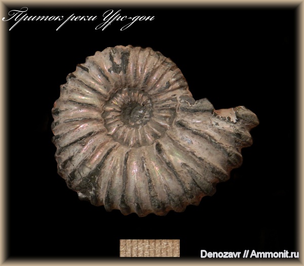 аммониты, моллюски, Ammonites, Colombiceras