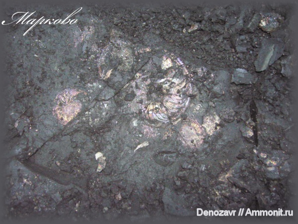 аммониты, моллюски, Марково, Ammonites