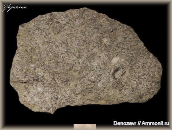 тентакулиты, Tentaculites, Tentaculita