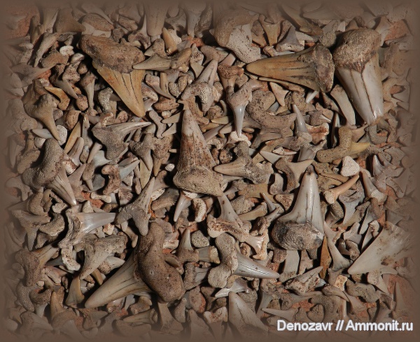 акулы, зубы акул, Варавино, Никольское, shark teeth, sharks