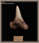 Cretoxyrhina denticulata (Зуб акулы 2.)