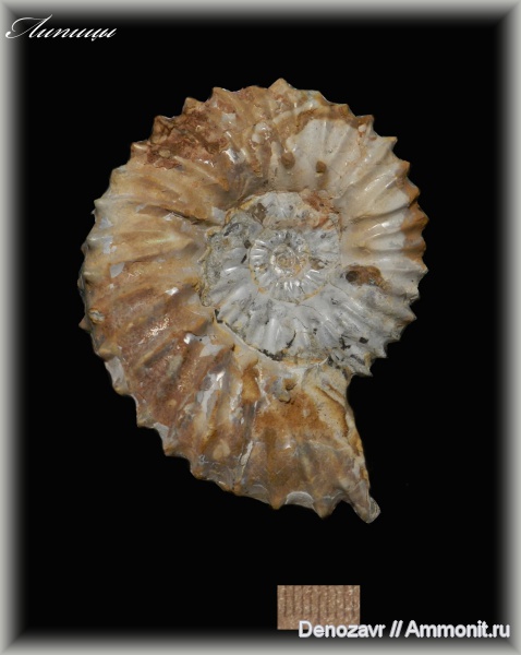 аммониты, моллюски, кимеридж, Aulacostephanus, Ammonites, Липицы, Kimmeridgian, Upper Jurassic