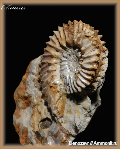 аммониты, моллюски, кимеридж, Aulacostephanus, Ammonites, Липицы, шипы, Kimmeridgian, Upper Jurassic