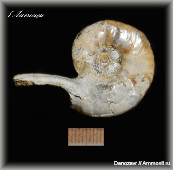 аммониты, моллюски, кимеридж, ушки, устье, Ammonites, Липицы, Sutneria, Aspidoceratinae, Microconchs, lappets, полное строение раковины аммонита, Kimmeridgian, Upper Jurassic