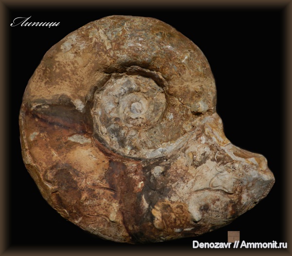 аммониты, моллюски, кимеридж, Ammonites, Липицы, лопастные линии, Aspidoceras, Aspidoceratinae, Kimmeridgian, Upper Jurassic