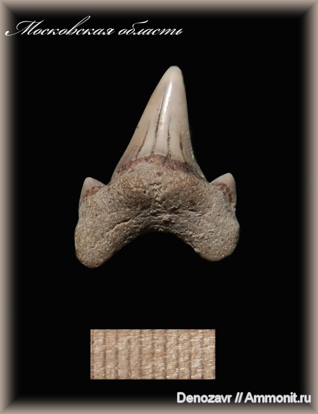 акулы, зубы акул, Варавино, Никольское, shark teeth, sharks