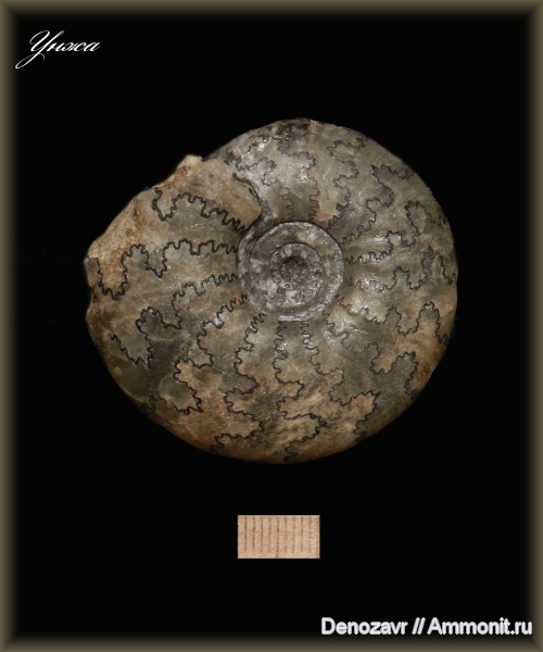 аммониты, моллюски, Craspedites, р. Унжа, Ammonites, лопастные линии