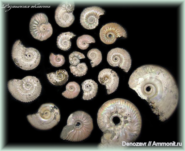 аммониты, моллюски, Спартак, Ammonites