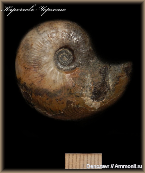 аммониты, моллюски, Ammonites, Leioceras