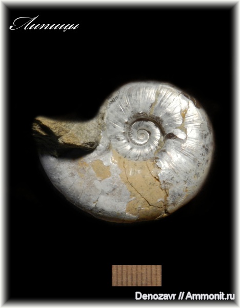 аммониты, моллюски, кимеридж, Ammonites, Липицы, Aspidoceras, Aspidoceratidae, Aspidoceratinae, Kimmeridgian, Upper Jurassic