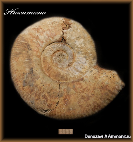 аммониты, моллюски, Никитино, Ammonites