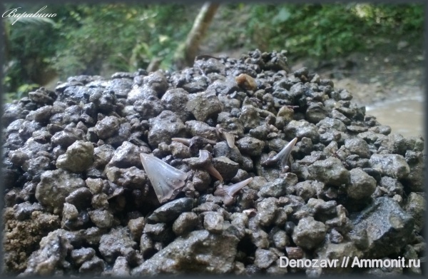 мел, рыбы, зубы, акулы, Варавино, Cretaceous, fish, teeth, sharks