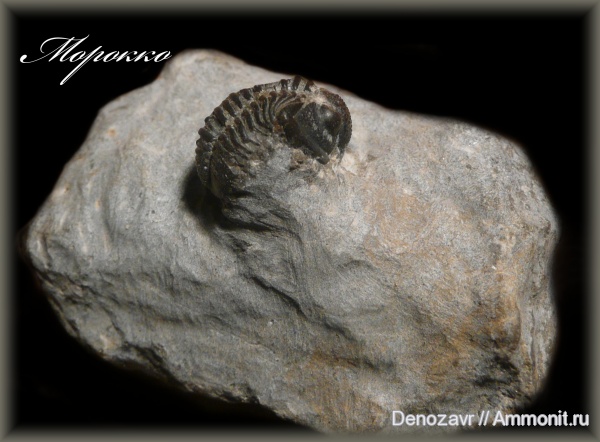 трилобиты, Gerastos, Gerastos granulosus