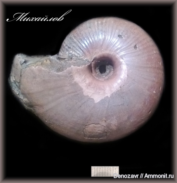 аммониты, моллюски, Funiferites, Ammonites