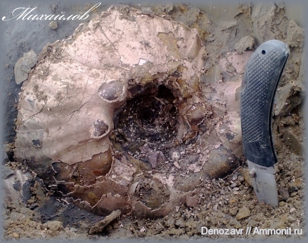 аммониты, моллюски, Erymnoceras, Ammonites