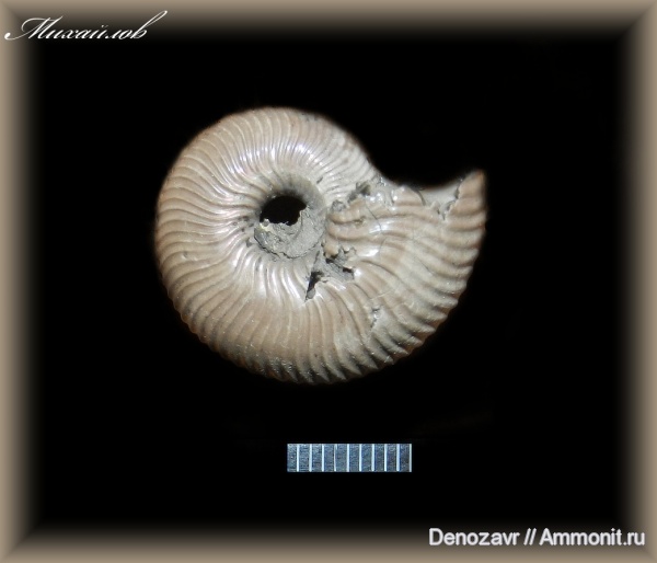 аммониты, моллюски, Михайлов, Ammonites