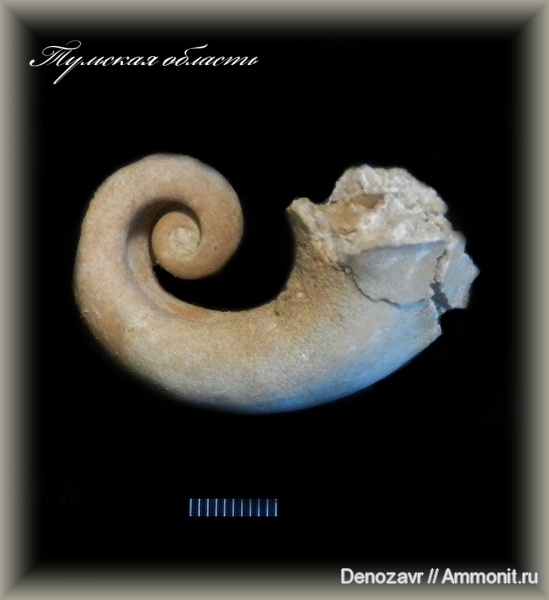 моллюски, беллерофоны, брюхоногие моллюски, Тульская область, Гремячее