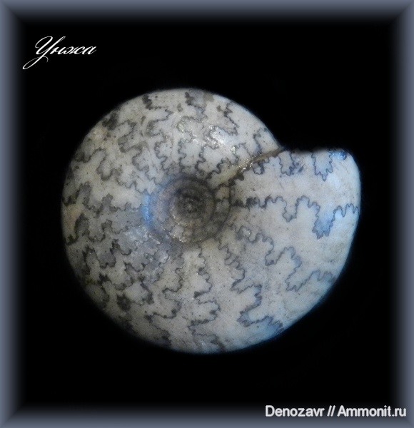аммониты, моллюски, Craspedites, р. Унжа, Ammonites