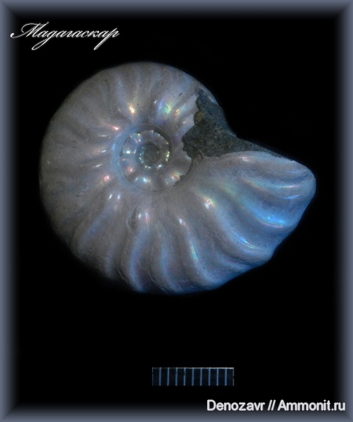 аммониты, моллюски, Мадагаскар, Ammonites
