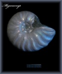 Аммонит 124 Аммонит 124
