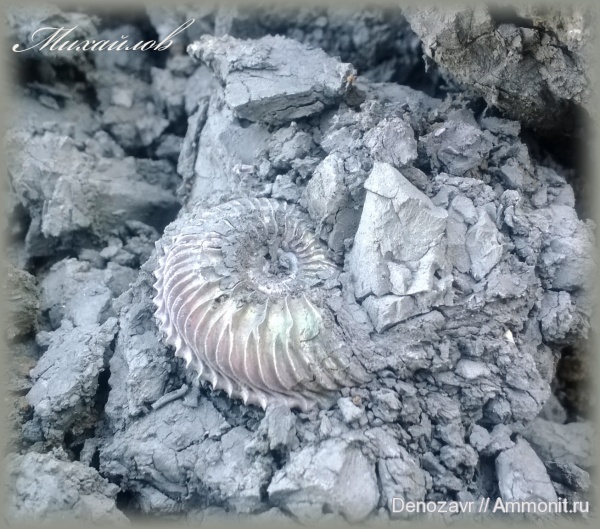 аммониты, моллюски, Cardioceras, Ammonites
