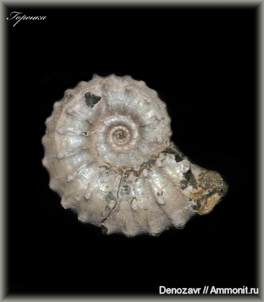 аммониты, моллюски, Kosmoceras, Ammonites