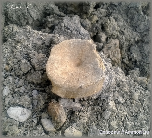 Михайлов, ихтиозавры, позвонки