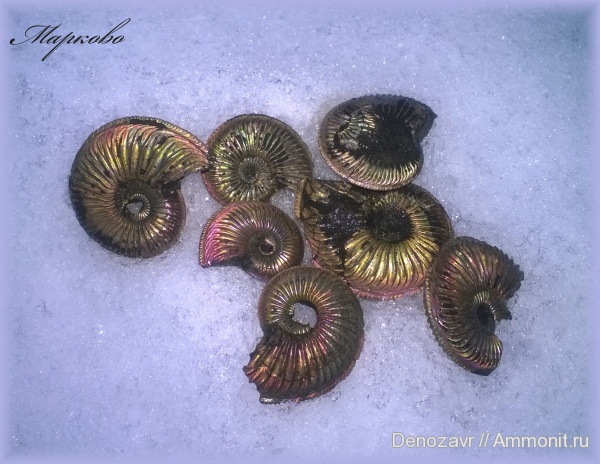аммониты, моллюски, Бронницы, Марково, Amoeboceras, Ammonites