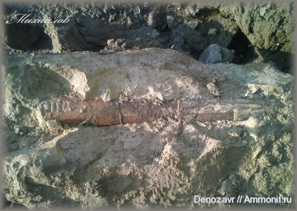 белемниты, моллюски, belemnites