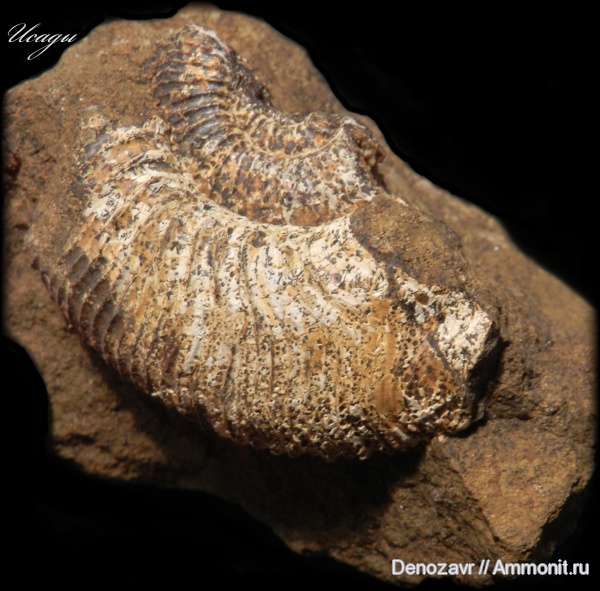 аммониты, моллюски, келловей, устье, Kosmoceratidae, Ammonites, Toricellites, Toricellites curticornutus, Callovian, Middle Jurassic