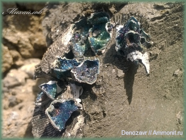 аммониты, моллюски, Ammonites