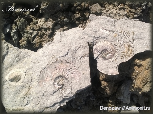 аммониты, моллюски, Kosmoceras, микроконхи, ушки, устье, Ammonites, Microconchs, lappets, полное строение раковины аммонита