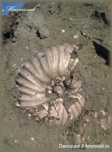 аммониты, моллюски, Erymnoceras, Ammonites, полное строение раковины аммонита