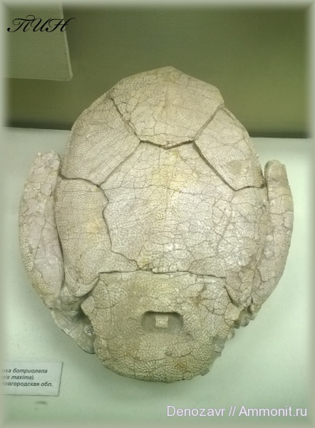 ПИН, Bothriolepis maxsima