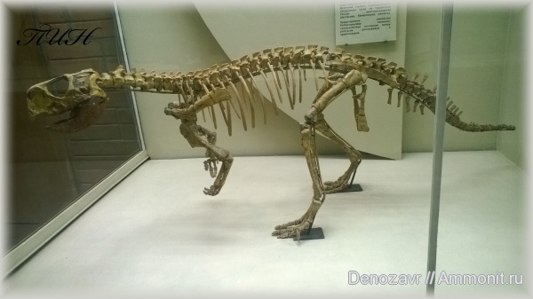 ПИН, Psittacosaurus