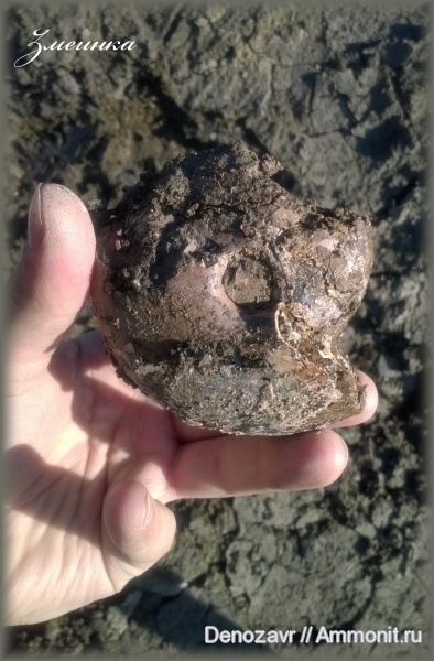 аммониты, моллюски, Funiferites