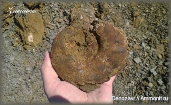 аммониты, моллюски, Kosmoceras, Kosmoceras geminatum, Lobokosmokeras