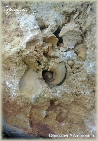 моллюски, беллерофоны, брюхоногие моллюски, Тульская область, Гремячее