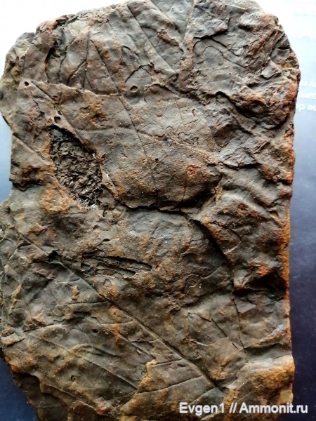 Палеонтология о.Сахалин