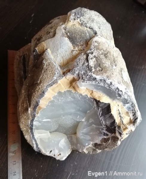 растения, окаменевшее дерево