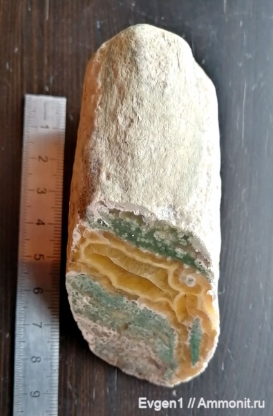 растения, окаменевшее дерево