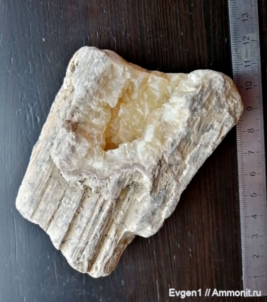 растения, окаменевшее дерево