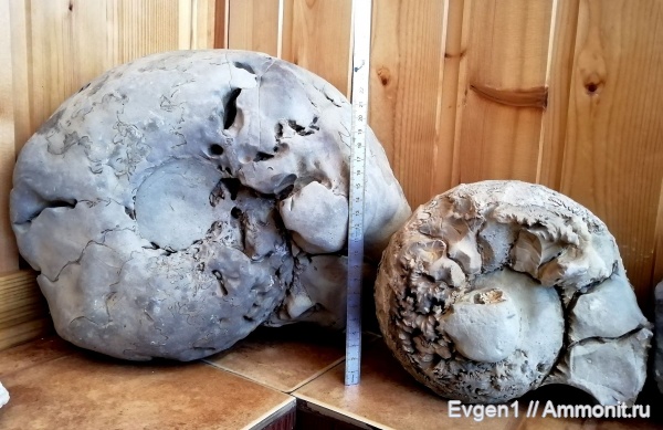 аммониты, верхний мел, Сахалинская область