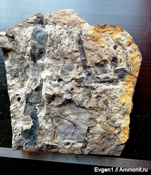 растения, хвощевидные, листья