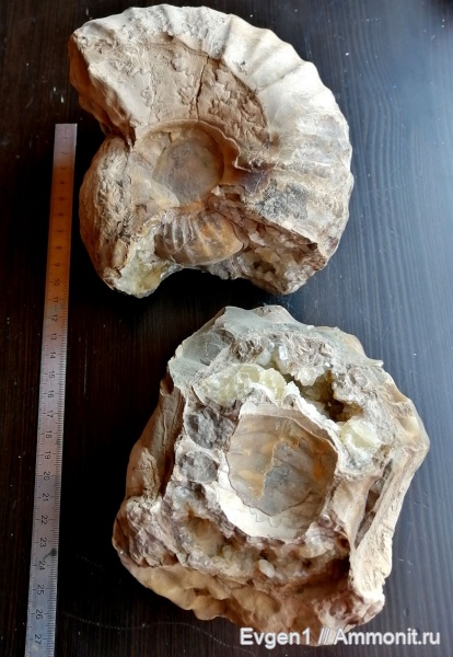 аммониты, верхний мел, Сахалинская область