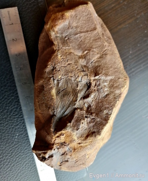 растения, голосеменные, высшие растения