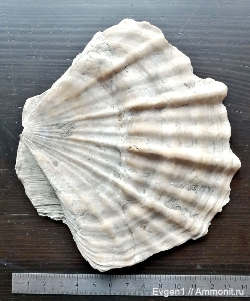 двустворчатые моллюски, кайнозой, Сахалинская область