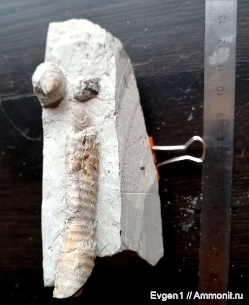 аммониты, верхний мел, Сахалинская область