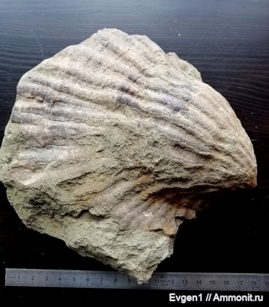 верхний мел, Сахалинская область, Fortipecten